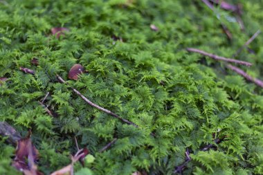 Bir kayanın üzerinde yosun.