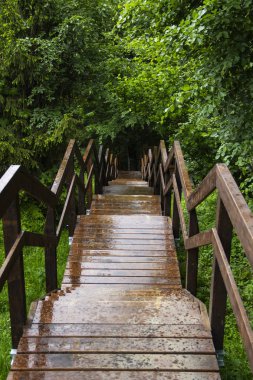 mangrov ağaçlandırma ahşap köprü