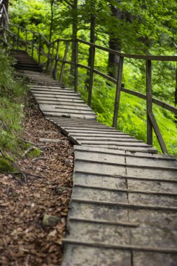 mangrov ağaçlandırma ahşap köprü