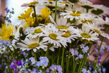 Ormanın yakınındaki bir çayırda sarı kır çiçekleri, Trollius europaeus. Ormanın yakınındaki bir çayırda sarı kır çiçekleri, Trollius europaeus