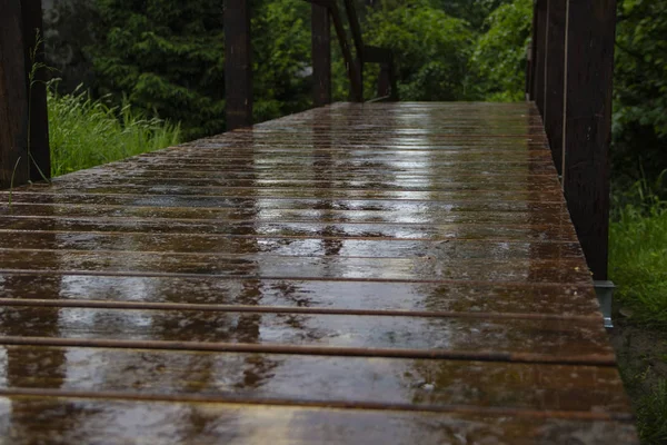 Puente Madera Través Reforestación Manglares — Foto de Stock