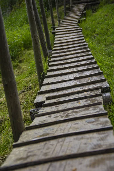 Puente Madera Través Reforestación Manglares — Foto de Stock