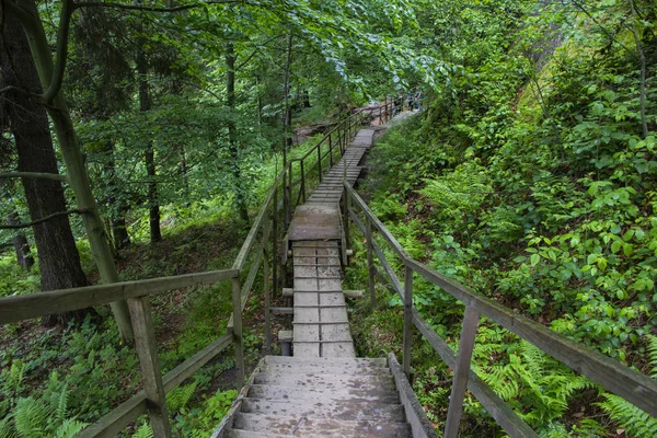 Puente Madera Través Reforestación Manglares — Foto de Stock