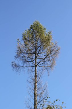 Yeşil Arazide Güzel Ağaç
