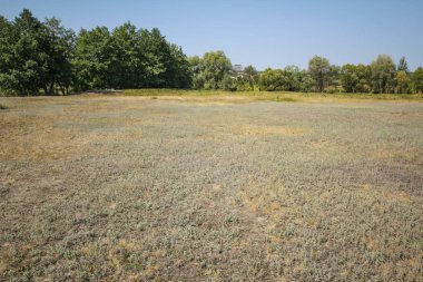 Parlak çimenler ve ağaçlarla dolu bir park, güneş parlıyor. Rahatlatıcı fitness arka planı. Bahar-yaz duvar kağıdı. Düşük açı. Çekim