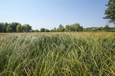 Parlak çimenler ve ağaçlarla dolu bir park, güneş parlıyor. Rahatlatıcı fitness arka planı. Bahar-yaz duvar kağıdı. Düşük açı. Çekim