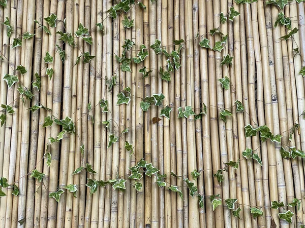 Зеленый Бамбуковый Забор Текстура Фона Бамбуковая Текстура Панорама — стоковое фото