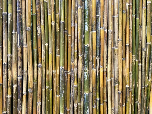 Grüne Bambuszaun Textur Hintergrund Bambus Textur Panorama — Stockfoto