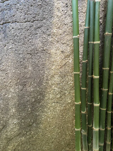 Листья Бамбука Стене — стоковое фото