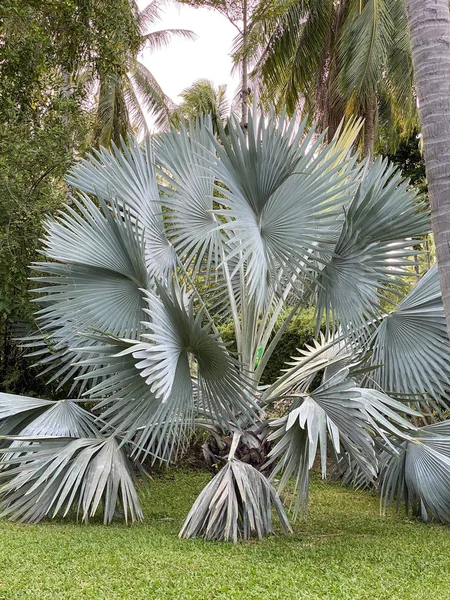 Акварель Тропические Пальмовые Листья Бесшовный Узор — стоковое фото