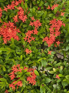 Çiçekler çimen karanfilleri, yemyeşil arka planda. Sonbahar Çiçekleri 'nden. Peyzaj