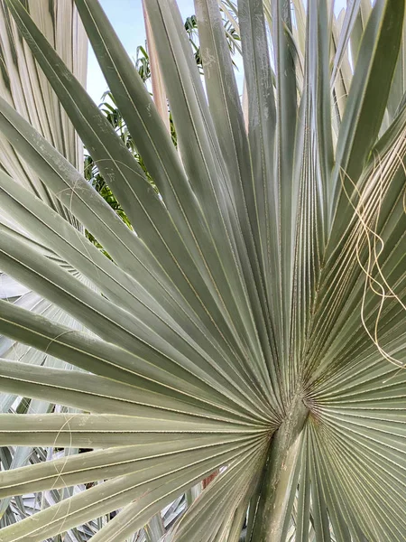 Aquarela Tropical Palma Folhas Sem Costura Padrão — Fotografia de Stock