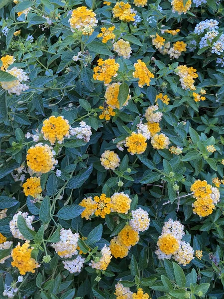 Blommor Kryddnejlikor Gräs Mot Bakgrund Frodig Grönska Höstblommande Blommor Landskapsanläggning — Stockfoto