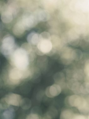  Renkli bokeh yaprakları soyut arkaplan ve bahçedeki ağacın doğası üzerine güneş ışığı.  