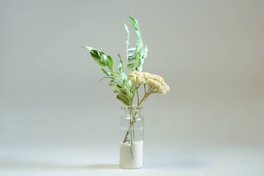 Cam bir şişede pudralı şifalı ot. Achillea millefoli