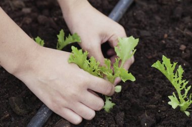 Ellerini tutarak ve genç bir yeşil bitki Bakımı / ağaç dikme / g