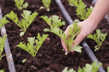 el almak organik sebze