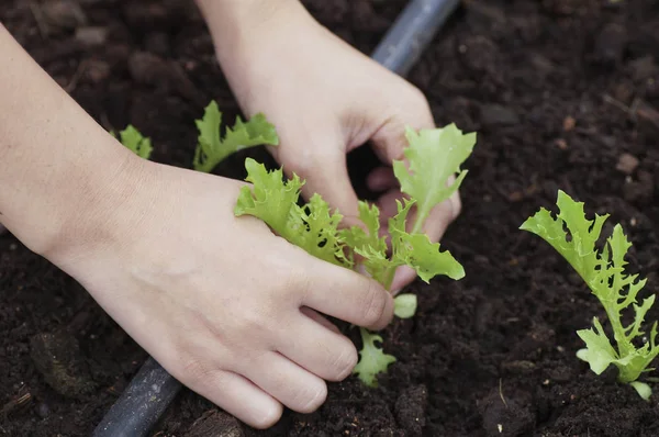 Ellerini tutarak ve genç bir yeşil bitki Bakımı / ağaç dikme / g