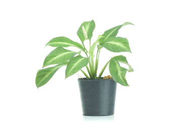 izole whie arka plan üzerinde siyah pot bitki