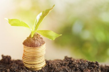 para, sikke ve işletme, finans ve hesap banka kavramında büyüyen küçük ağaç kaydetme