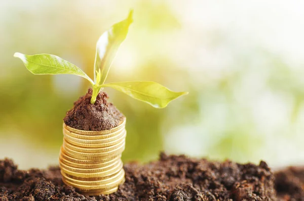Wzrost drzewa się i ułożone na monety z gleby, koncepcja w zaoszczędzić pieniądze biznesu, finansów, gospodarki i konto bankowe — Zdjęcie stockowe