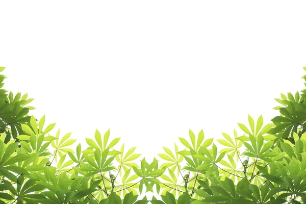 yeşil yaprakları izole kare ve conner beyaz arka plan üzerinde