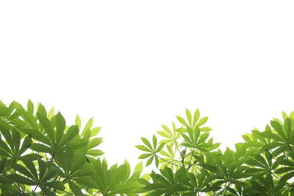 Marco de hojas verdes aislado y conner sobre fondo blanco —  Fotos de Stock