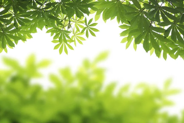 yeşil yaprakları izole kare ve conner beyaz arka plan üzerinde