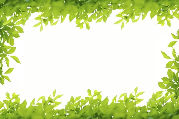 Yeşil yapraklar çerçeve beyaz arkaplanda izole