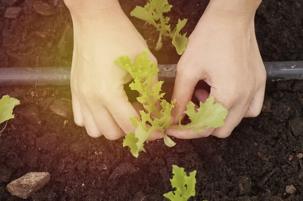 Kézi Ültetés Farm Koncepció Mint Szeretni Mentse Világ — Stock Fotó