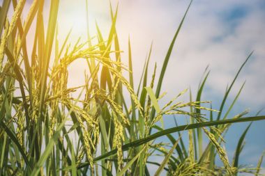 Mavi sk altın Spike ve Tayland pirinç