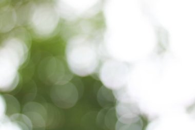 Ufuk yumuşak bulanıklık yeşil bokeh yaprak ve açık renkli