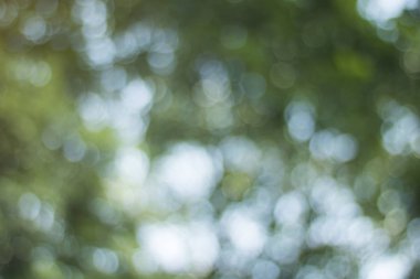 Ufuk yumuşak bulanıklık yeşil bokeh yaprak ve açık renkli