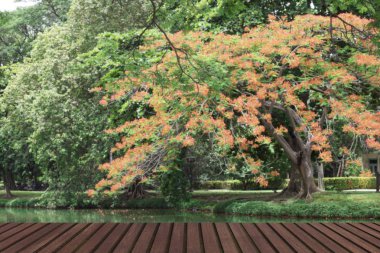 Ahşap tablosunun üst kısmındaki yeşil doğa ve yaprak park arka plan bulanıklık - görüntülemek için kullanılan veya ürün (veya gıdalar montaj)