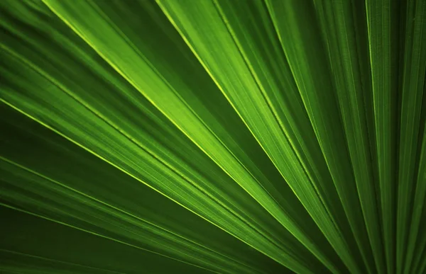 dark green leaves background and wallpaper