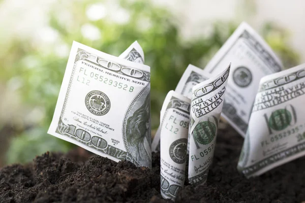 Planting money dollar in the soi, concept as save, finance and capital banking growing up
