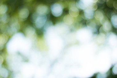 bokeh yeşil yaprak ve doğa arka plan