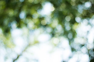 bokeh yeşil yaprak ve doğa arka plan