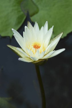 Sarı ve beyaz lotus