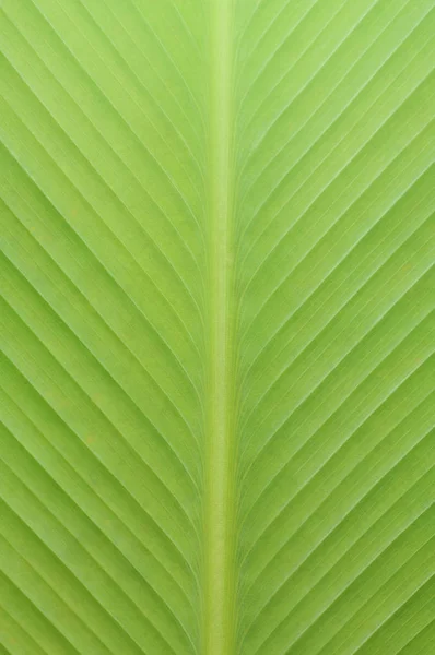 Zöld Levél Textúra Háttér — Stock Fotó