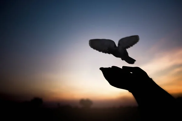 Freiheits Und Friedenskonzept Silhouette Eines Freigelassenen Vogels — Stockfoto