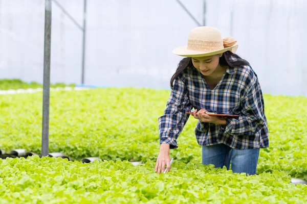 Mulher Agricultora Que Verifica Vegetal Hidropônico Fazenda — Fotografia de Stock