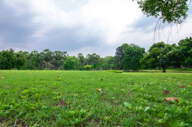 Yağmur mevsiminde bitkisi olan yeşil park