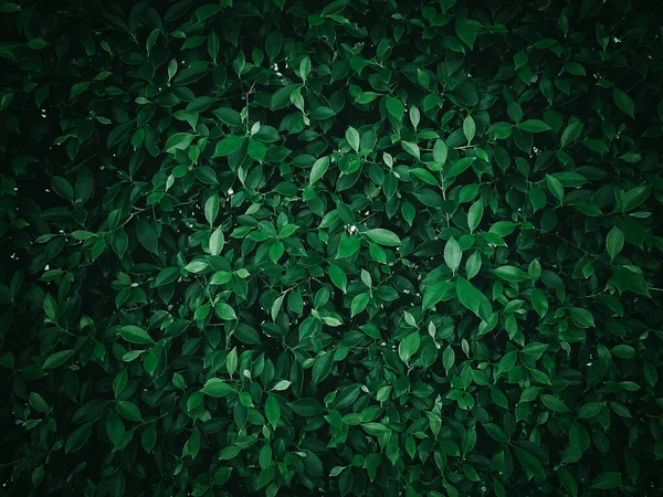 Spring season wallpaper concept, large foliage plants of tropical leaf with dark green texture in garden, abstract nature background.