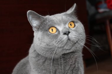      İskoç Düz Mavi Kedi