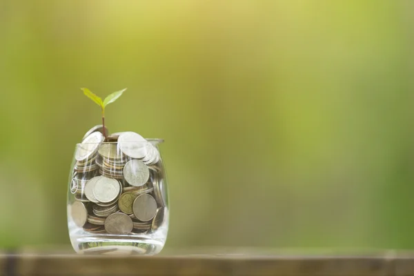 Sprout growing on glass piggy bank saving money concept — Stock Photo, Image