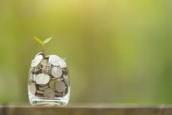 Brote creciendo en la hucha de vidrio ahorrando dinero concepto —  Fotos de Stock