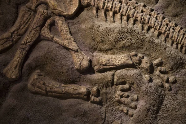 Fossile di dinosauro — Foto Stock