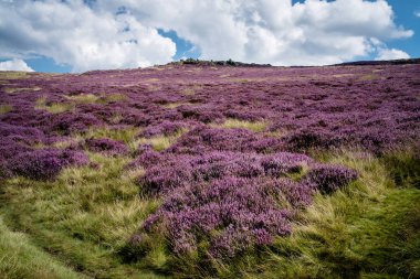 Peak District içinde mor Heather