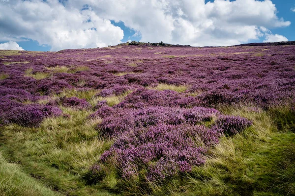 Purple Heather in the Peak District Stock Image